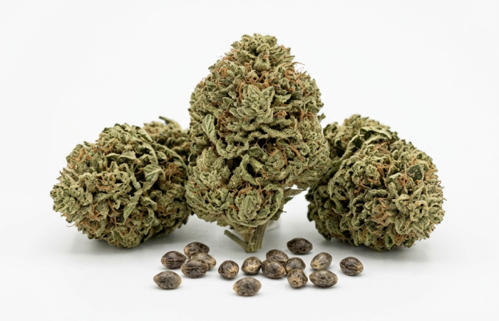 Carma CBD cannabis seeds - product photo