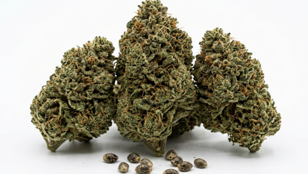 CBD Kush cannabis seeds - product photo