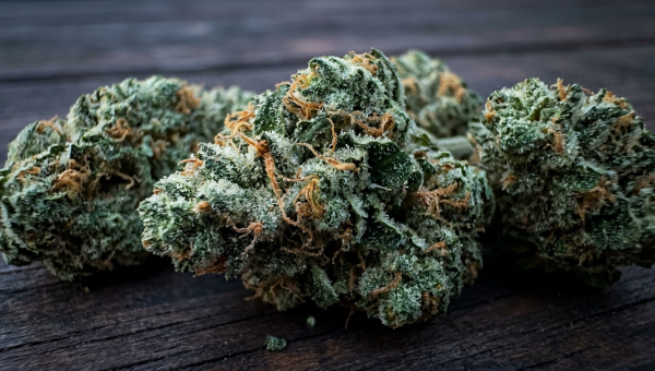 Cereal Milk cannabis buds macro close-up