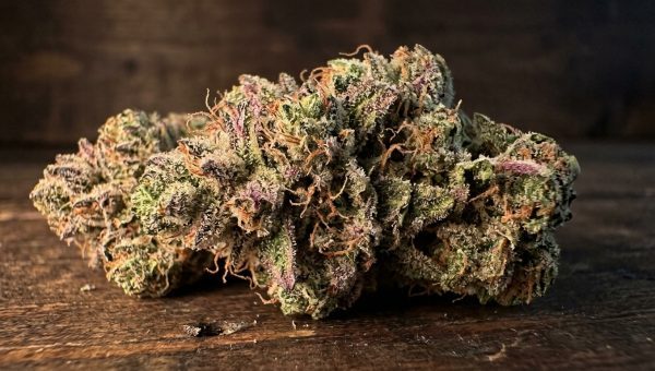 Man holding glass jar of pale frosted cannabis buds up to light in rustic barn with open doors