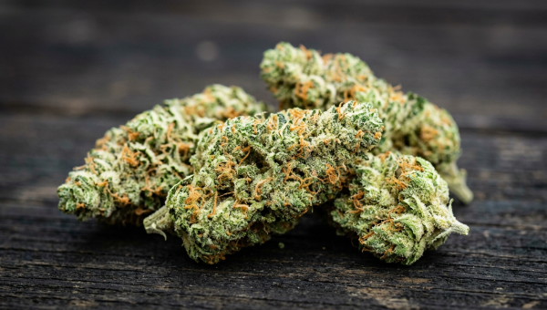 Gary Payton cannabis buds macro close-up