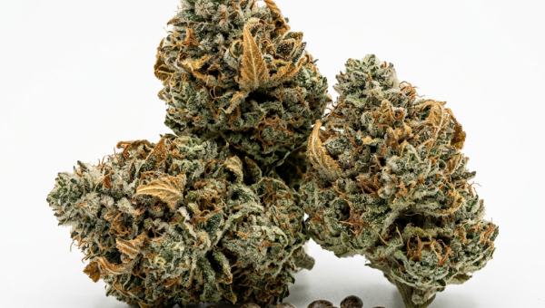 Gelato cannabis seeds - product photo