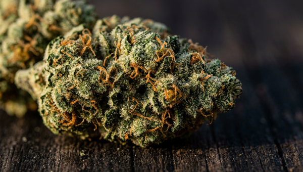 Gelato cannabis buds macro close-up