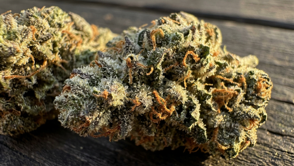 Girl Scout Cookies cannabis buds macro close-up