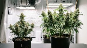 Autoflower vs Photoperiod