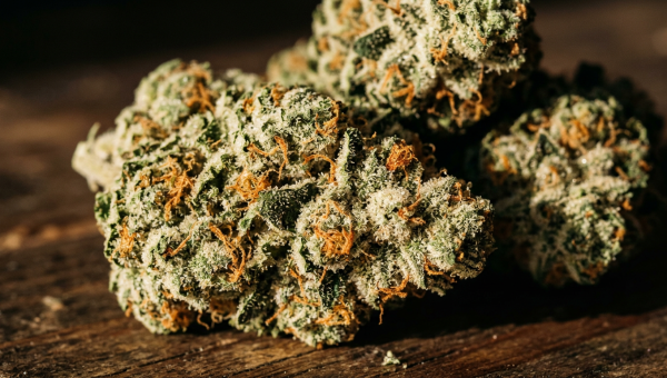 Gorilla Glue cannabis buds macro close-up