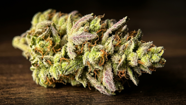 Close-up of woman's hands pipetting terpene oil onto a test strip at a lamp-lit reading nook desk with cannabis buds in a ceramic dish