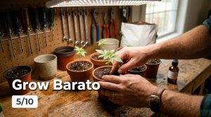 Grow Barato Honest seedbank review