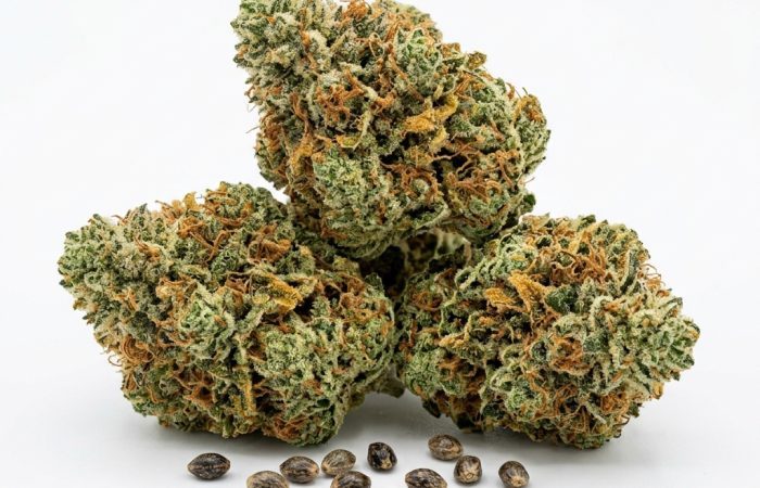 Gushers cannabis seeds - product photo