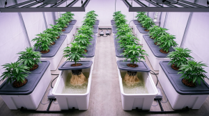Hydroponic Weed: The Complete Grower’s Guide to Setup, Nutrients, and Bigger Yields