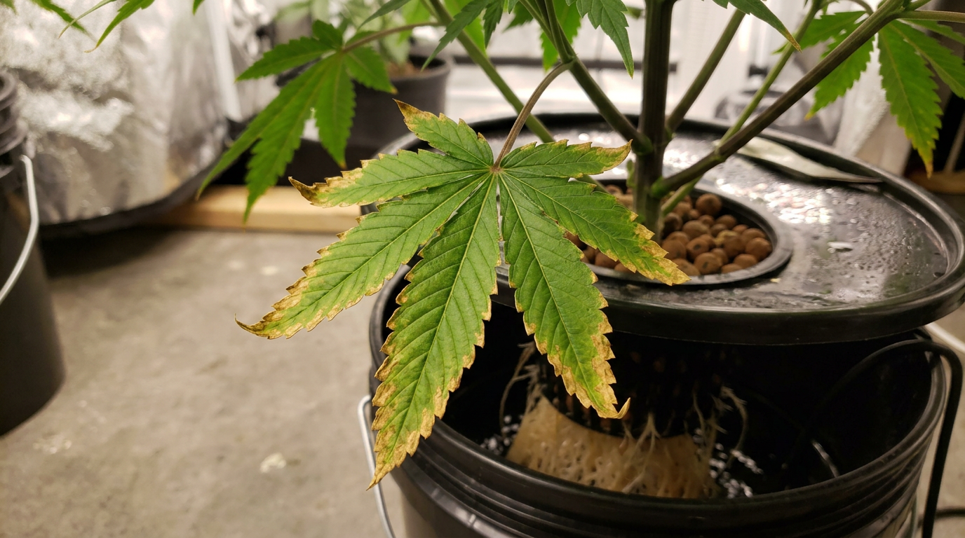 Cannabis leaf showing nutrient burn symptoms in hydroponic grow