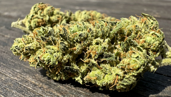 Jack Herer cannabis buds macro close-up