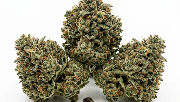 Lowryder cannabis seeds - product photo