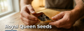 Royal Queen Seeds Review - Score 6.9/10