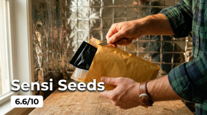 Sensi Seeds in 2026 seedbank review