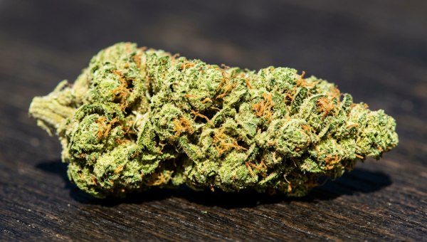 Sour Diesel cannabis buds macro close-up