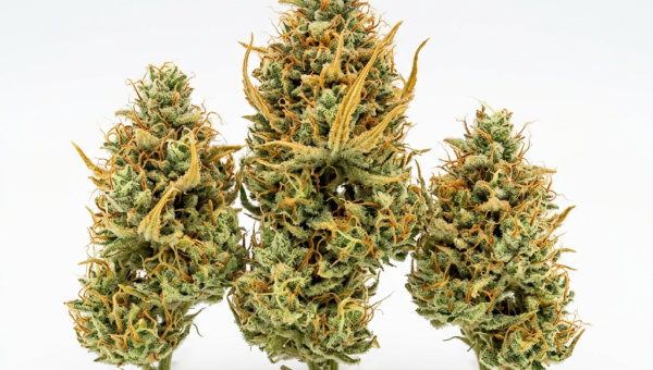 Strawberry Cough cannabis seeds - product photo