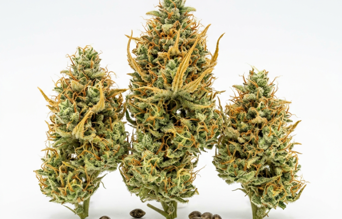 Strawberry Cough cannabis seeds - product photo