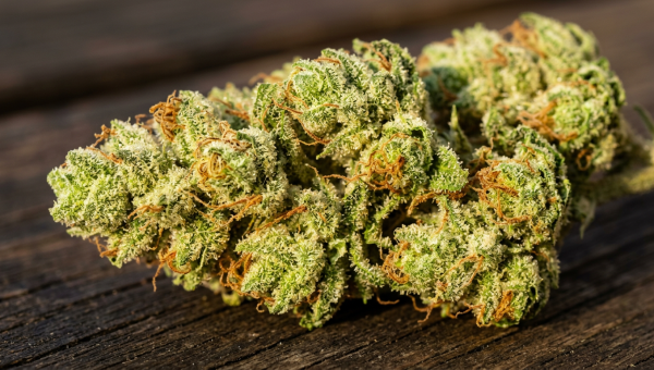 Trainwreck cannabis buds - macro close-up showing trichome coverage