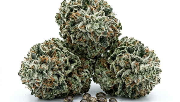 White Rhino cannabis seeds - product photo