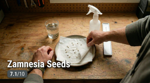 Zamnesia Seeds seedbank review