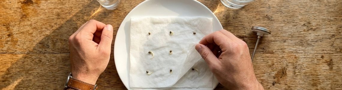 Bomb Seeds cannabis seed germination setup
