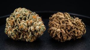 Good Weed vs Bad Weed
