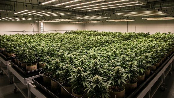 Sea of Green (SOG): The Grower’s Playbook for More Plants, Faster Harvests, and Bigger Yields