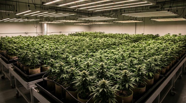 Sea of Green (SOG): The Grower’s Playbook for More Plants, Faster Harvests, and Bigger Yields