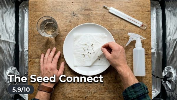 The Seed Connect Review - Score 5.9/10