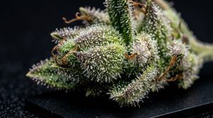 Calyx