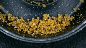 Kief