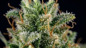 Myrcene