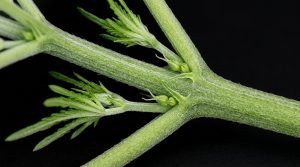 Node