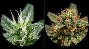 Pistils