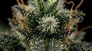 THC
