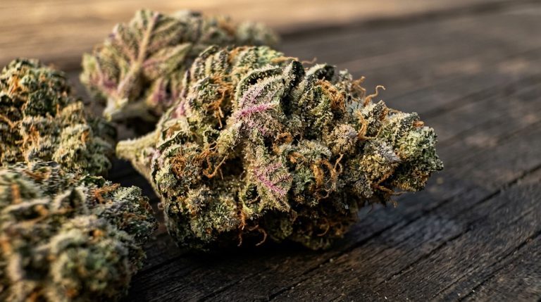 Mac 1 strain review