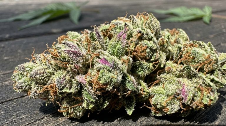 Cotton Candy Kush strain review