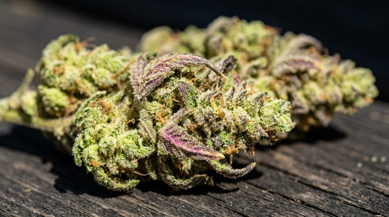 Gastro Pop strain review
