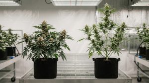 Indica vs Sativa