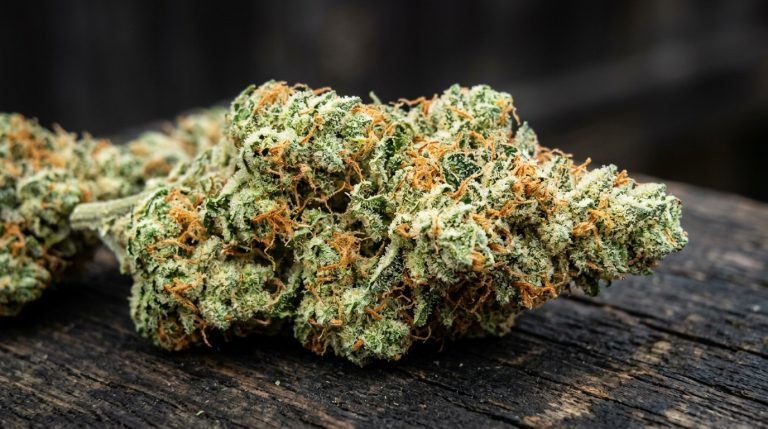 Tropicana Cherry strain review