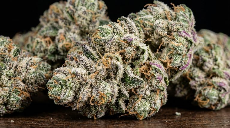 Crescendo strain review